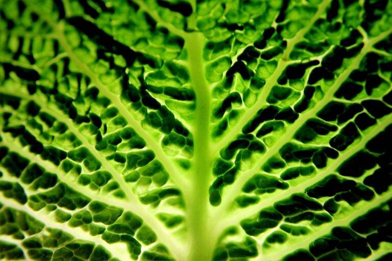 The Evolution of Food Packaging: Innovations in Sustainability
